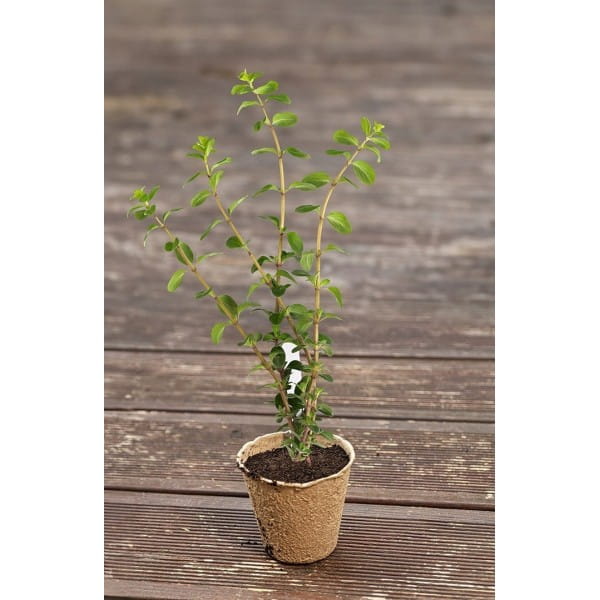 2b4628ea22f4f13263ff0db4de89222f