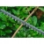 RYOBI NOŻYCE DO ŻYWOPŁOTU GAŁĘZI 40cm AKUMULATOROWE PILARKA PIŁA RY18HT40B